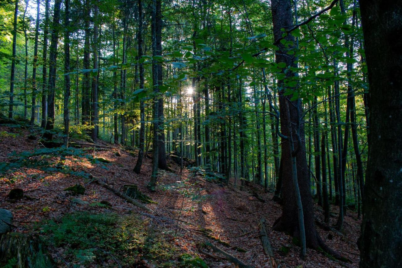 Pension Draxlerhof Neuschönau Buitenkant foto